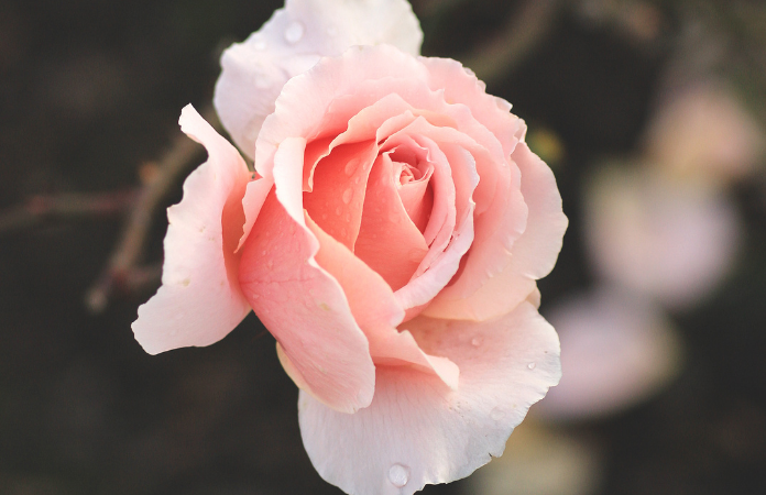 perfect blush rose