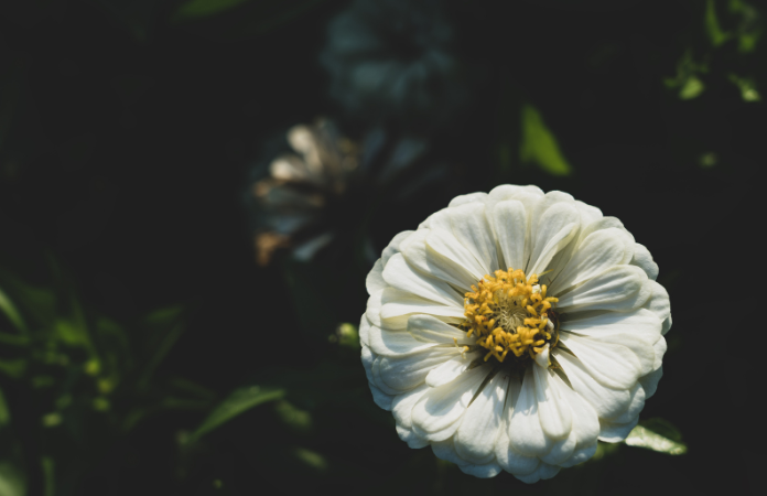 vintage white flower