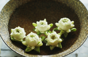 bowl of water with 5 floating white flowers
