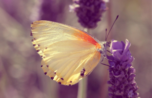 white butterfly on lavender