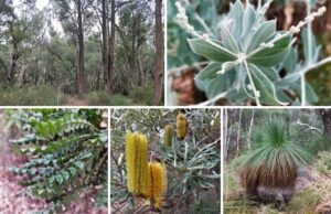 Native Australian fauna